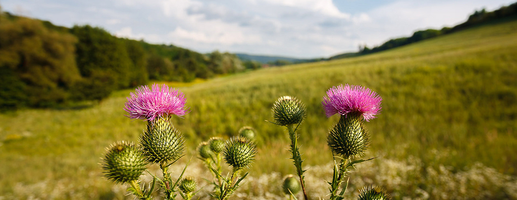 Image of blooming flowers overlooking a green field and forest.