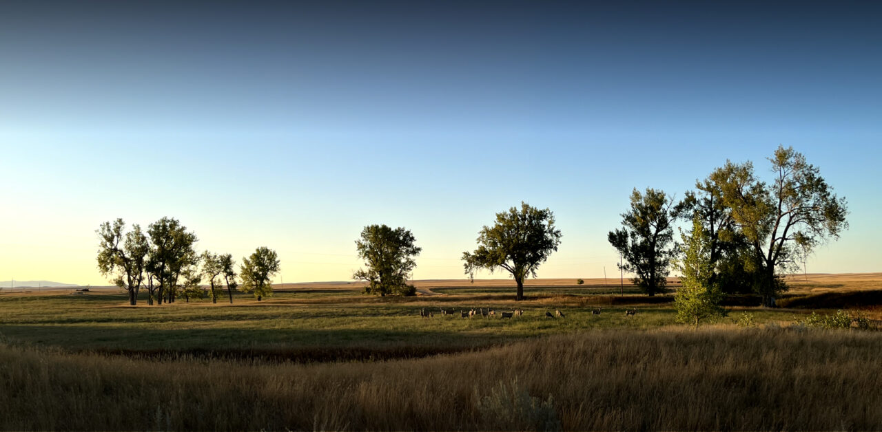 Image of a few trees scattered across a field during sunrise.