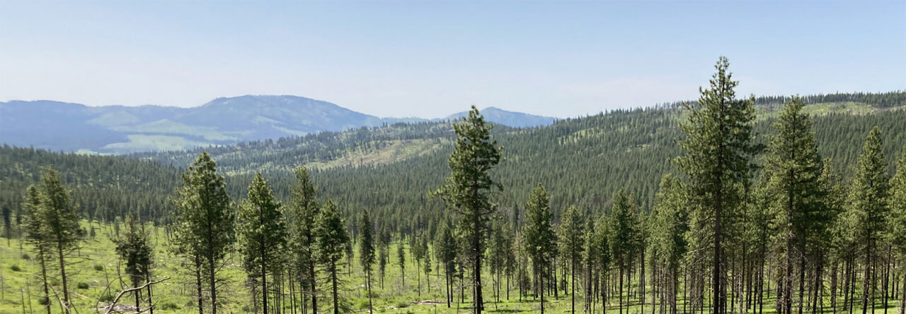 Image of a field with new tree growth overlooking mountains and a blue sky.